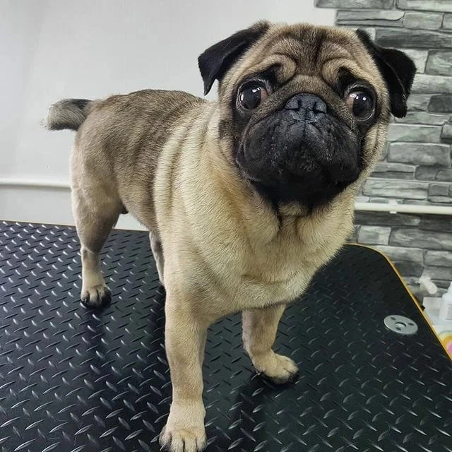 Зоосалон "Fancy pets groom".