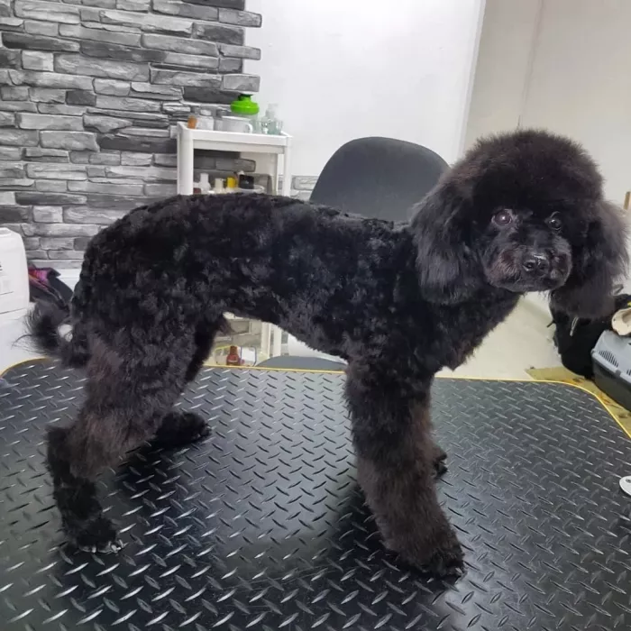 Зоосалон "Fancy pets groom".