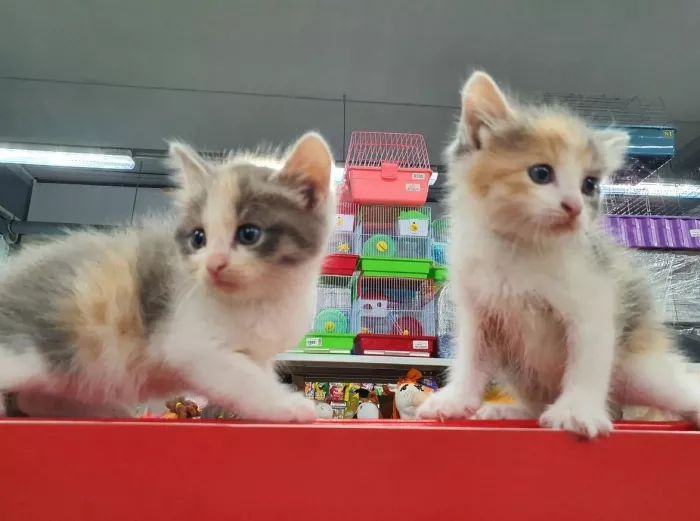 Зоомагазин "Petandme".