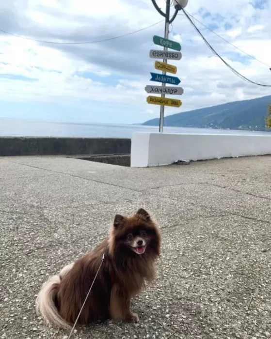Зоосалон "Petstyle".