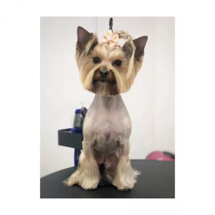 Зоосалон "Petstyle".