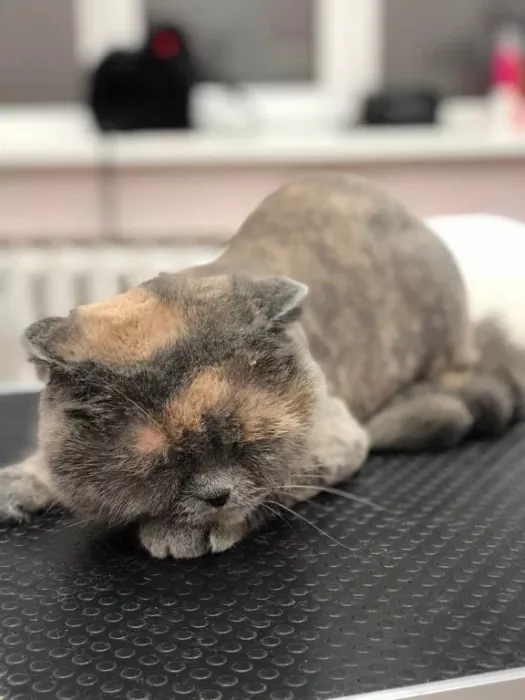 Зоосалон "Petstyle".