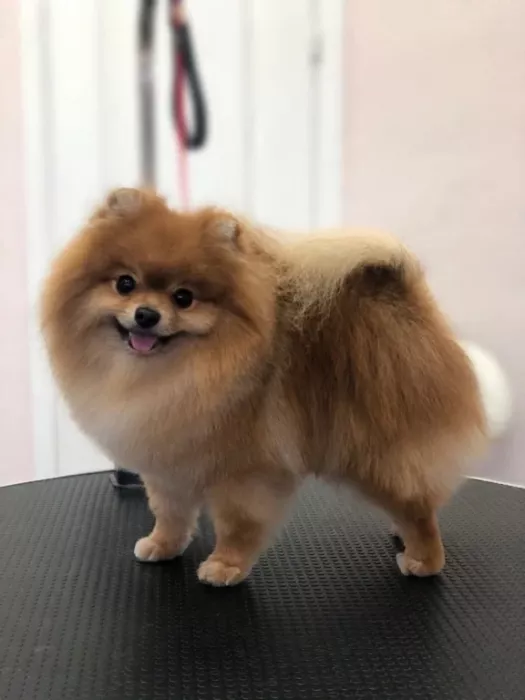 Зоосалон "Petstyle".