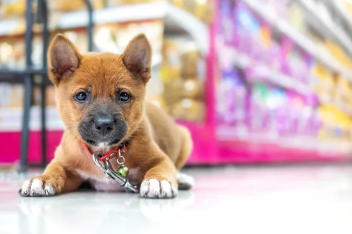 Зоомагазин "Petshop.ru" на Киргизской.