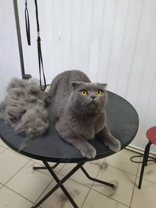 Зоосалон "Котенок Гав".