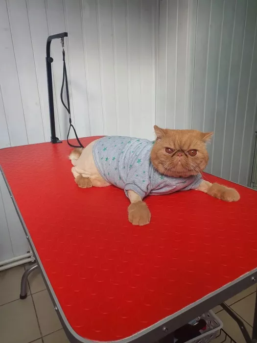 Зоосалон "Котенок Гав".