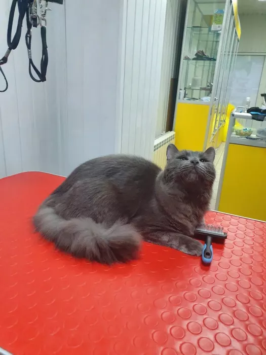 Зоосалон "Котенок Гав".