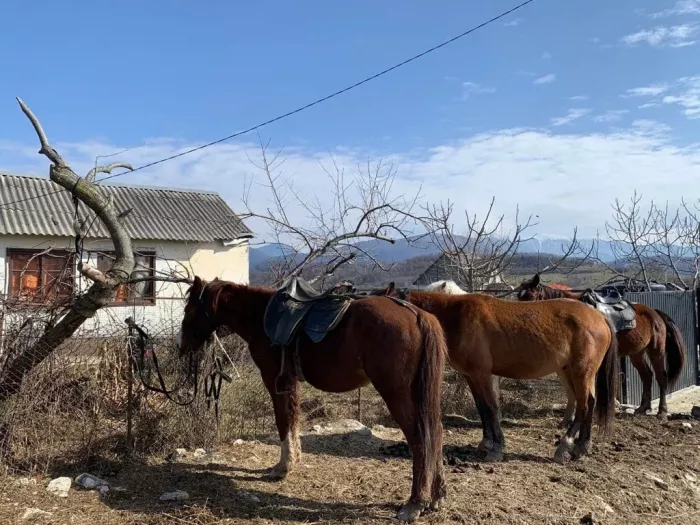 "Конные прогулки в Хосте".
