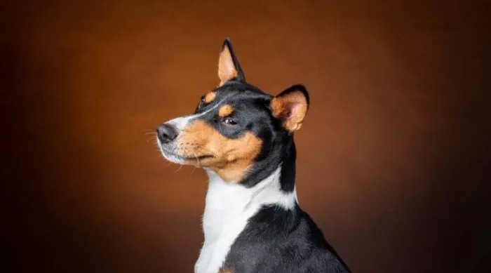 Ветеринарная клиника "GlobalVet clinic".