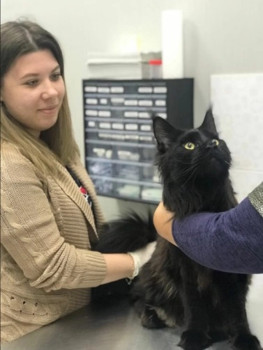 Ветеринарная клиника "GlobalVet clinic".
