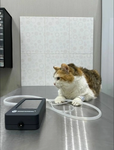 Ветеринарная клиника "GlobalVet clinic".