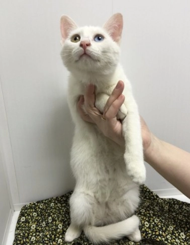 Ветеринарная клиника "Котофеич".