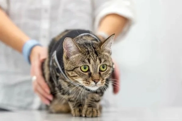 Ветеринарная клиника "Кот и доГ".