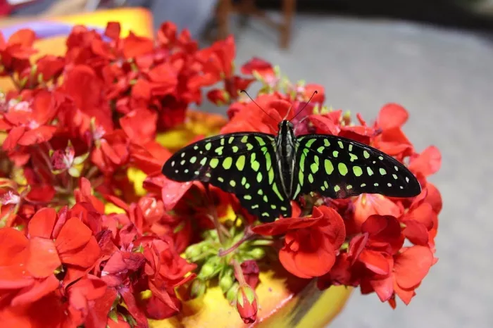Сад бабочек "Butterfly Garden"