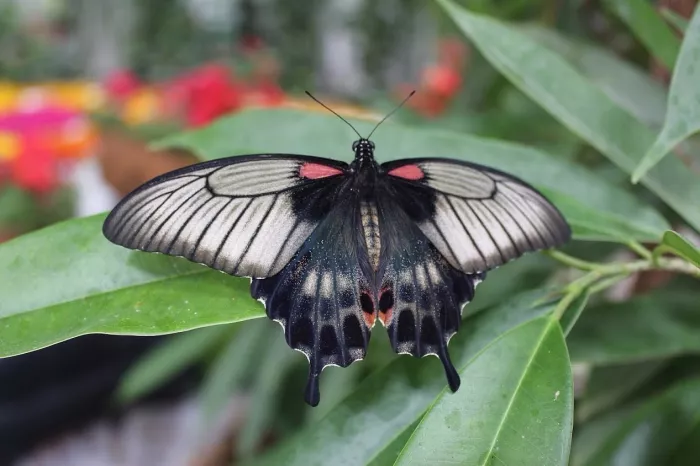 Сад бабочек "Butterfly Garden"