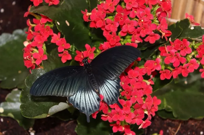 Сад бабочек "Butterfly Garden"