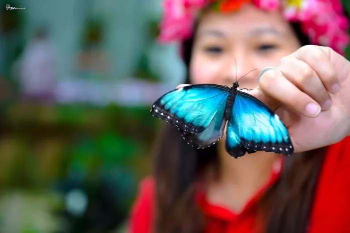 Сад бабочек "Butterfly Garden"