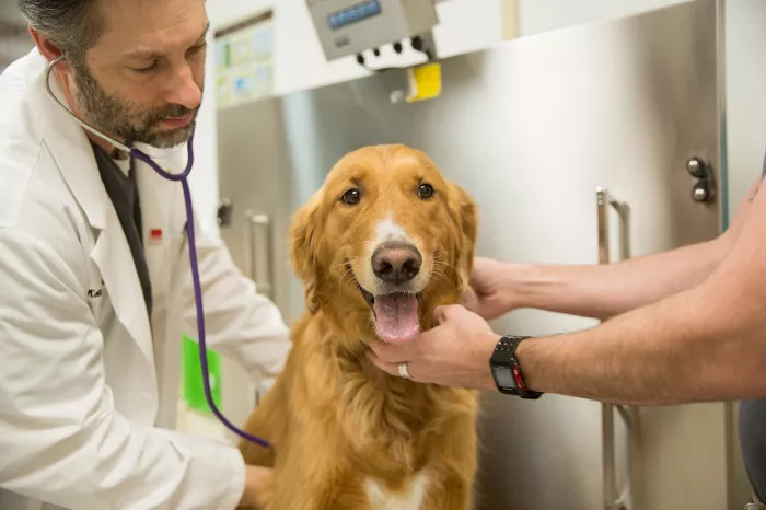 Ветеринарная клиника "Zabeel Veterinary Hospital"