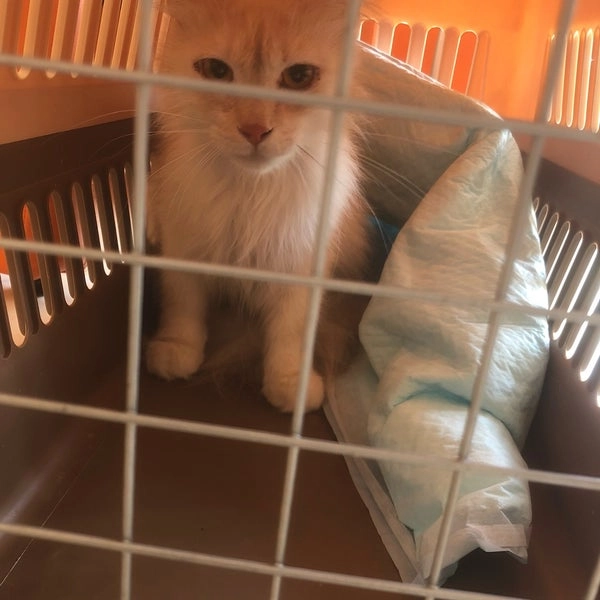 Ветеринарная клиника "Zabeel Veterinary Hospital"