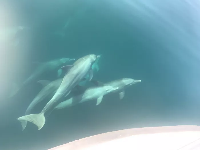 Аренда рыболовного судна "Deep Blue Fishing"
