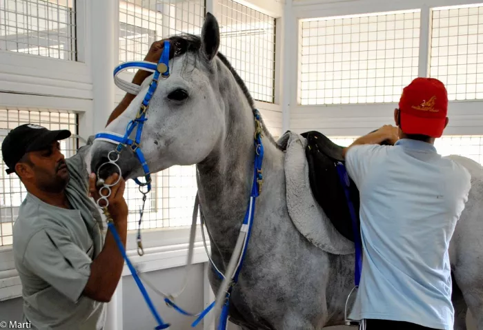 Конюшня "Al Jiyad Stables"