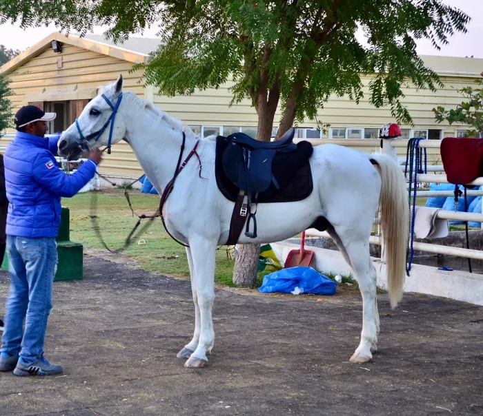 Конюшня "Al Jiyad Stables"