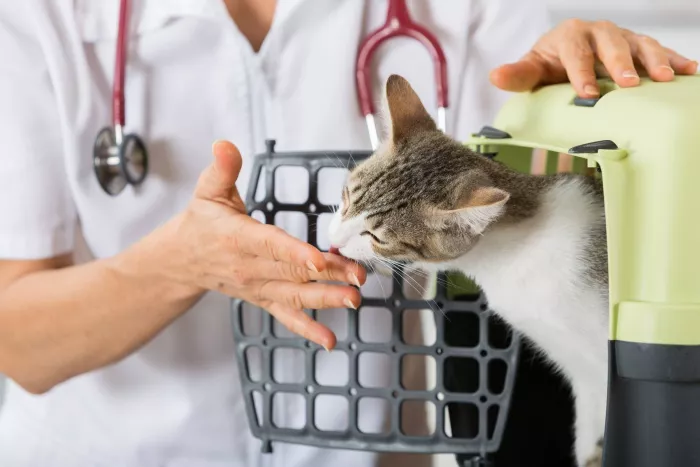 Ветеринарная клиника "My Vet".