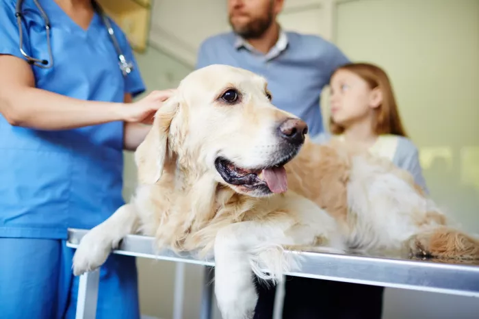  Ветеринарная скорая помощь "Sochi.Vet".