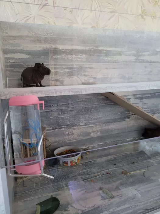 Зоомагазин "Зверополис".