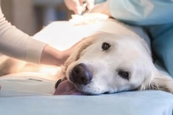 Ветеринарная клиника "Intervet Veterinary Clinic"