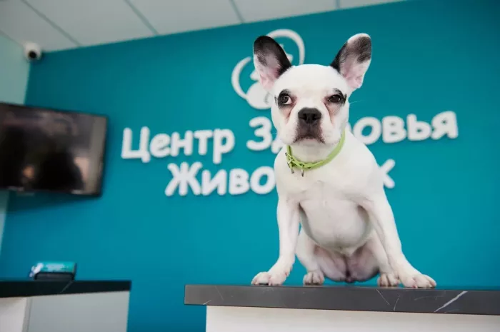 "Центр здоровья животных".