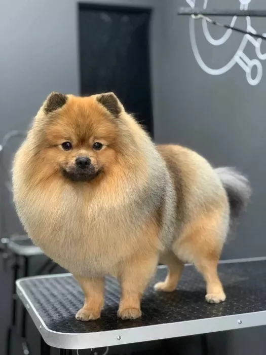 Зоосалон "Barberdog".