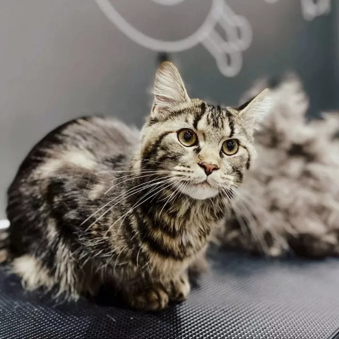 Зоосалон "Barberdog".