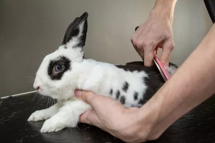 Зоосалон "Barberdog".
