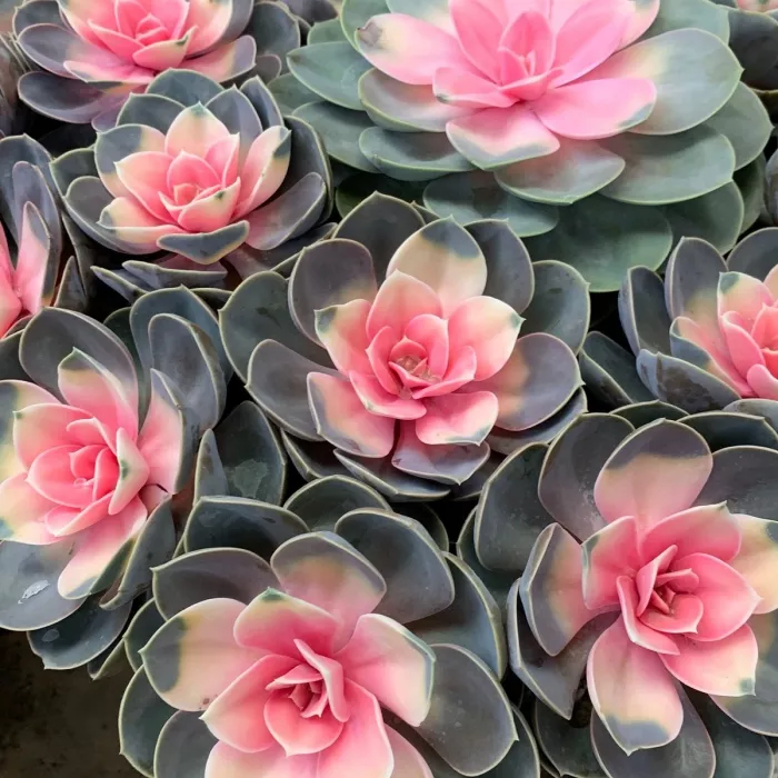 Магазин цветов «LaiTai Flower Market»