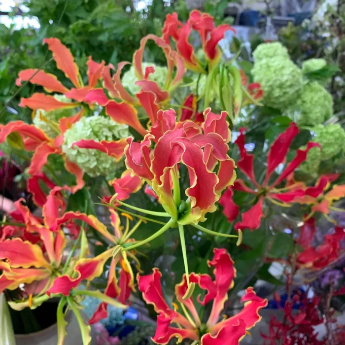 Магазин цветов «LaiTai Flower Market»