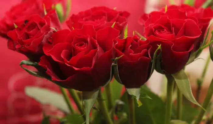 Магазин цветов «Tongsha Flower Market»