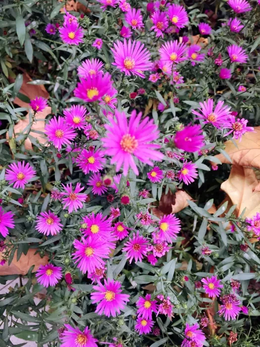 Магазин цветов «Chaolaichun Flower Market»