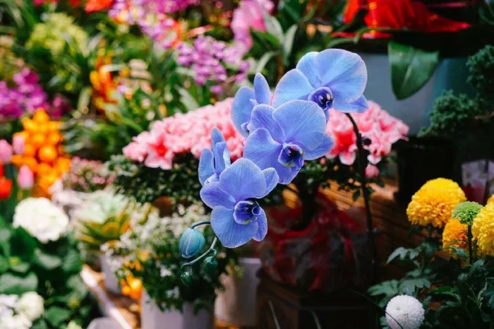 Магазин цветов «Yuquanying Flower Market»