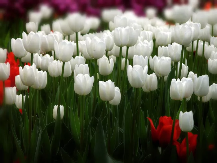 Магазин цветов «Yuquanying Flower Market»