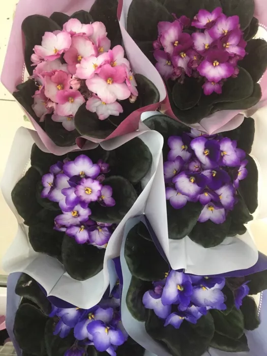 Цветочный магазин "Camelia".