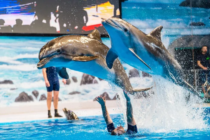 Дельфинарий "Dubai Dolphinarium"