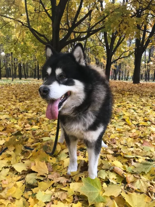 Зоопарк "ZooЛЭНД"