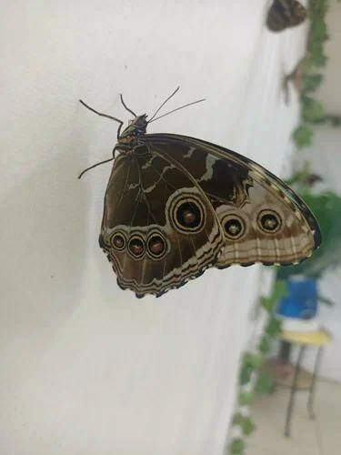 Зоопарк "Buttfly"