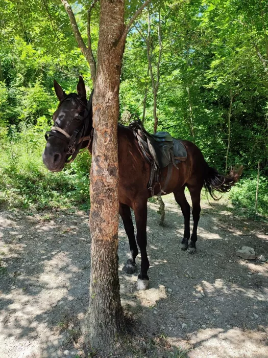 Конный клуб "Horse travel123"