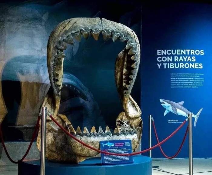 Музей «Argentino De Ciencias Naturales Bernardino Rivadavia»