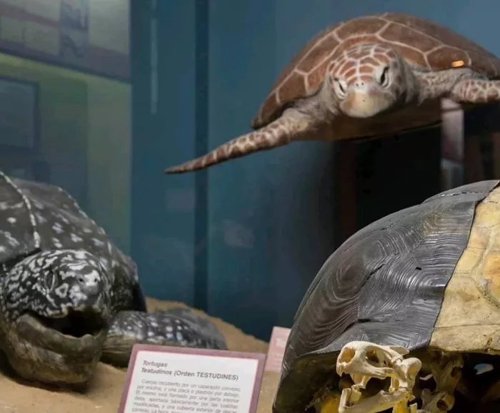 Музей «Argentino De Ciencias Naturales Bernardino Rivadavia»