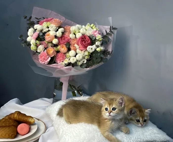 Цветочная студия "Florcat"