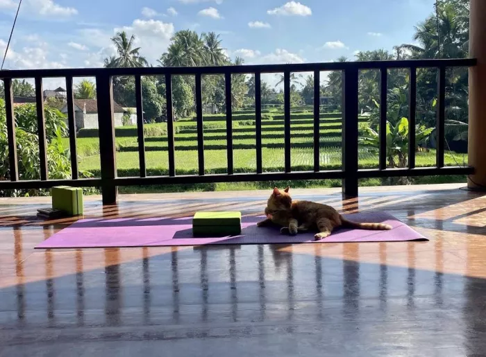 Студия Йоги «Ubud Yoga House»
