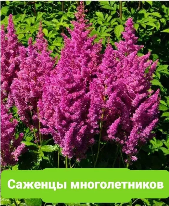 Магазин "Цветочная Поляна"